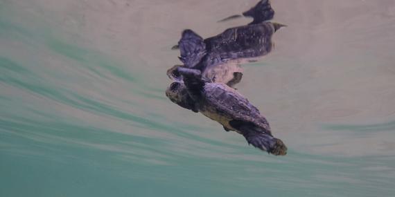 Baby sea turtle swimming Greece