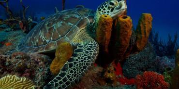 Wildlife in the Caribbean