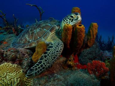 Sea turtle swimming in coral in St Eustatius