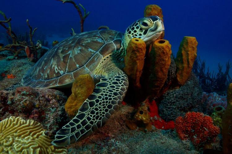 Sea turtle swimming in coral in St Eustatius