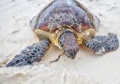 Watamu Sea Turtle Volunteer Project, Kenya