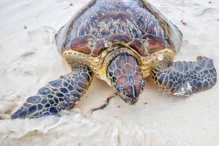 Sea turtle on the beach in Kenya