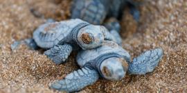 Baby turtles in Greece