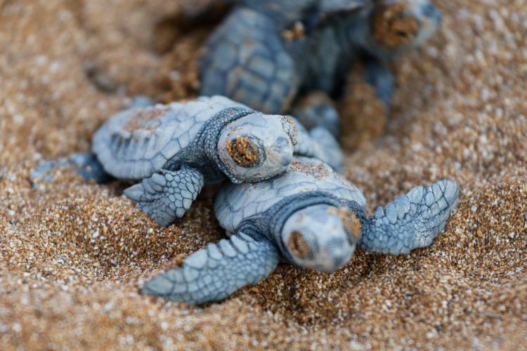 Baby turtles in Greece