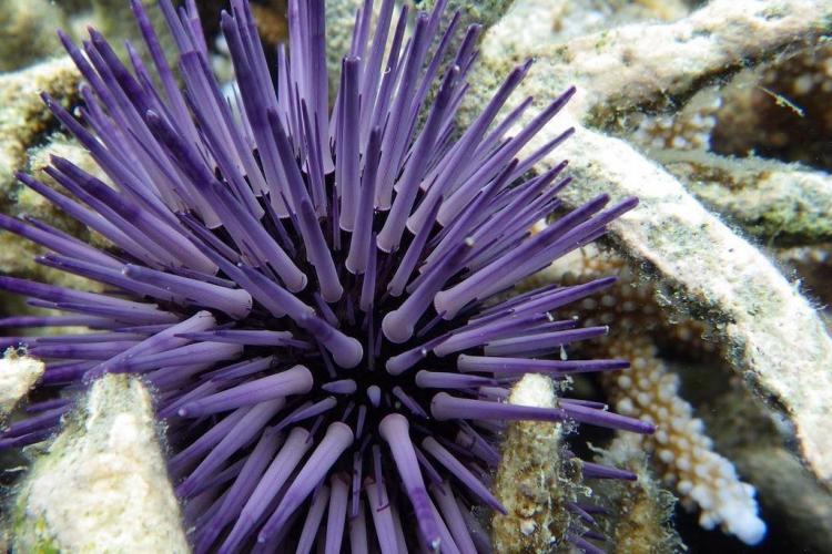 Sea urchin in Mauritius