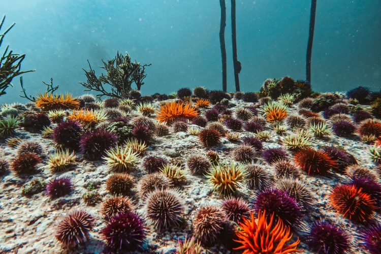 Sea urchins