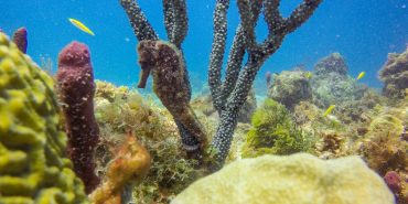 Caribbean Reef Diving | Volunteer in Carriacou | Working Abroad