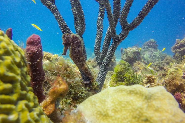 Seahorse in the Caribbean