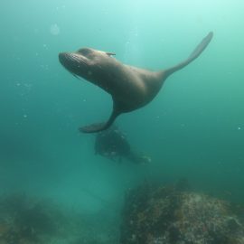 Seal in sea forest