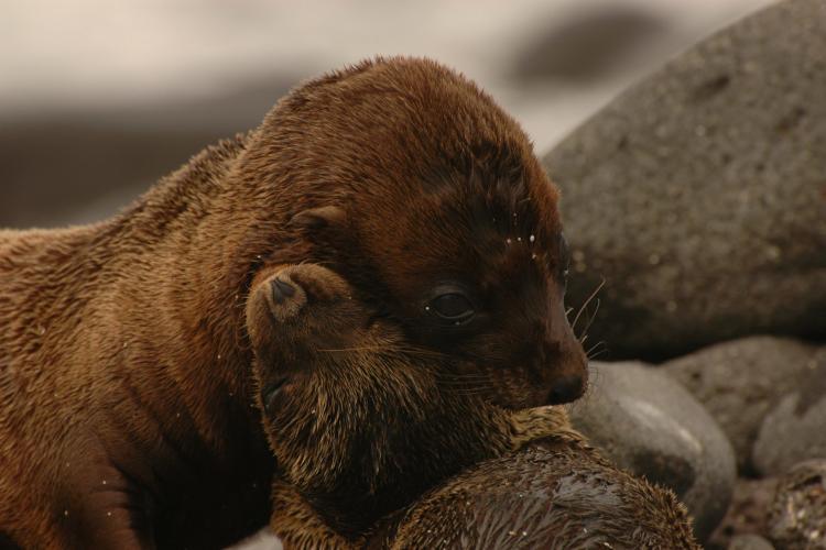 Seal mother and pup being close to each other