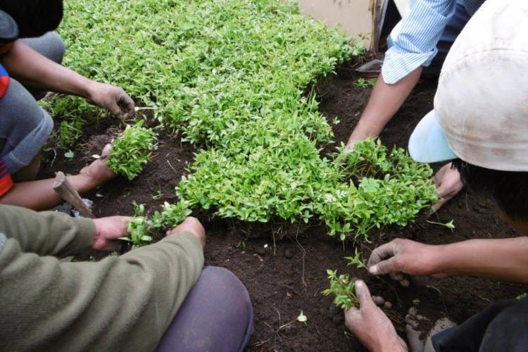 Seedlings being replanted