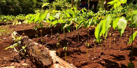 Seedlings for reforestation
