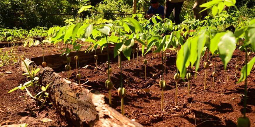 Seedlings for reforestation