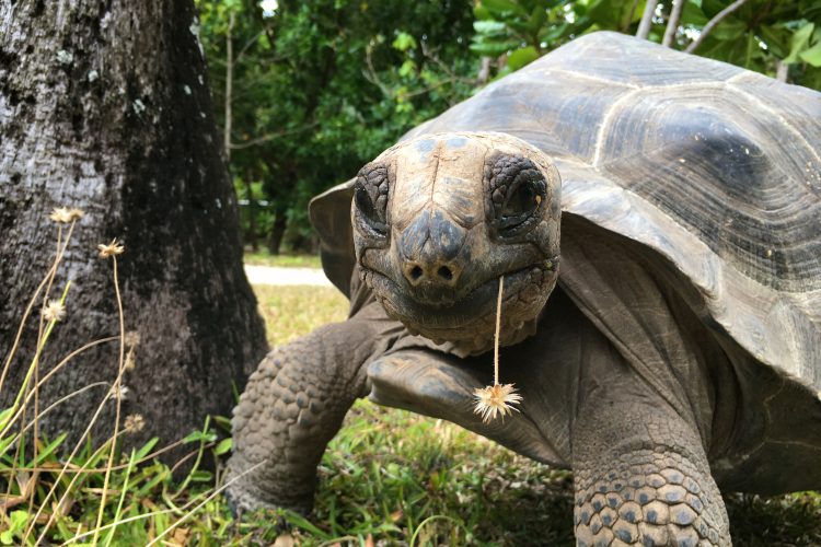 Seychelles Tortoises