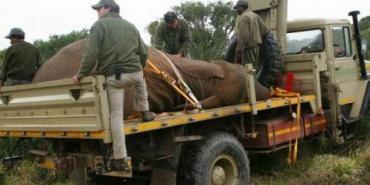 Volunteers assist with an elephant capture at Shamwari