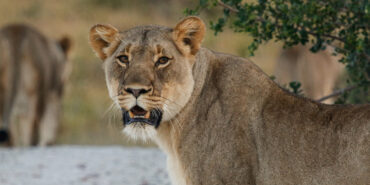 Volunteer at Shamwari Game Reserve in South Africa