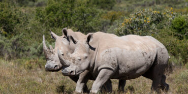 Volunteer at Shamwari Game Reserve in South Africa