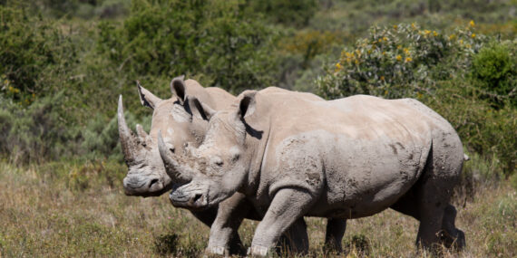 Volunteer at Shamwari Game Reserve in South Africa