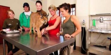 Help at the Wildlife Hospital at Shamwari