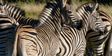 Volunteer at Shamwari Game Reserve in South Africa