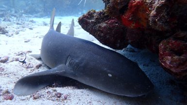 shark_surveys_reef_buddy