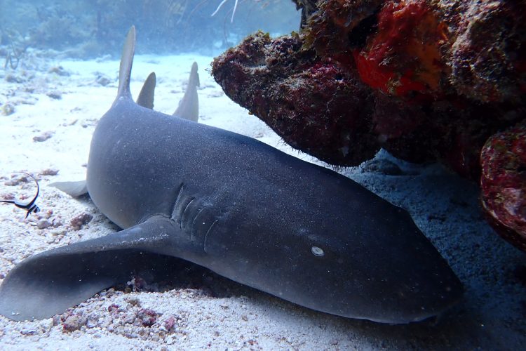 Shark on bottom of the sea