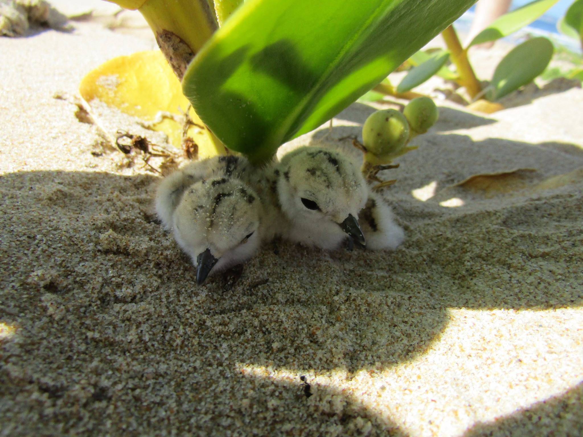 Bird ecology research South Africa