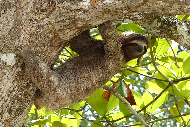 Sloth climbing in tree