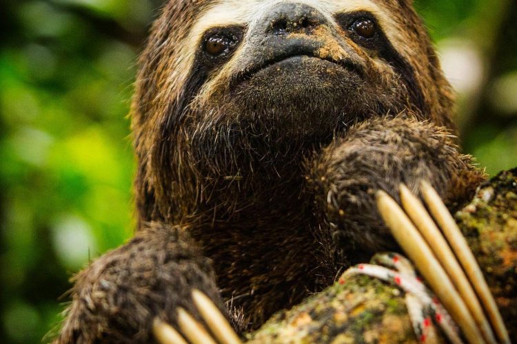 Sloth in the rain forest, Peru