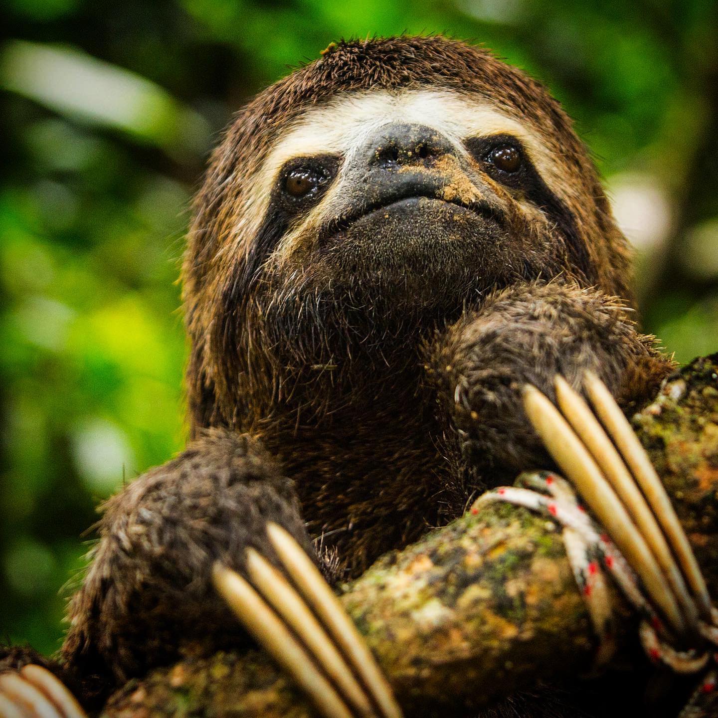 Sloth in the rain forest, Peru