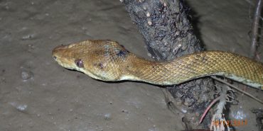 Tree boa in Costa Rica