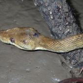 Playa Tortuga Tree Boa Research Project, Costa Rica