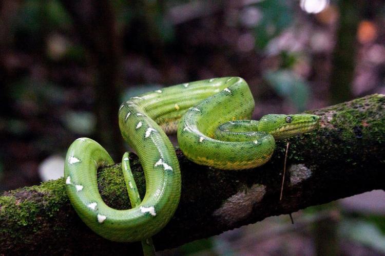 Snake on tree in Amazon