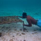 Coral Farming Intern, Mauritius