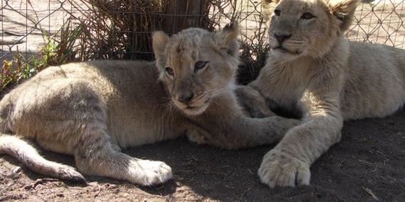 Unethical Lion Park in South Africa