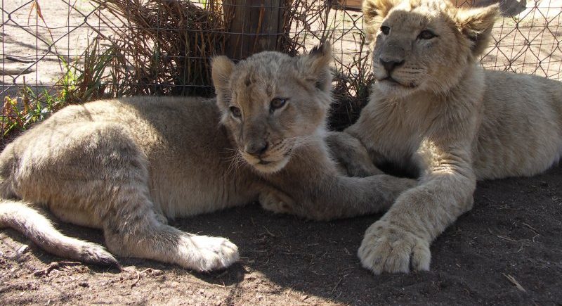 Unethical Lion Park in South Africa