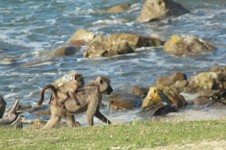 Babboon carrying its baby on its back while walking in the bay