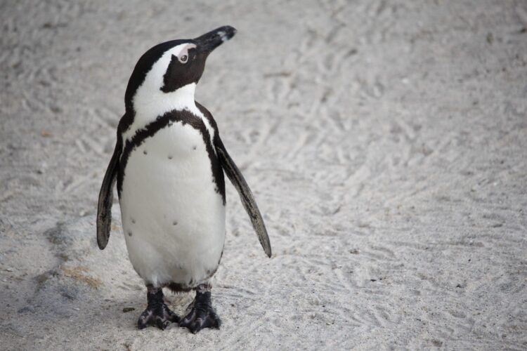 Penguin on beach looking up