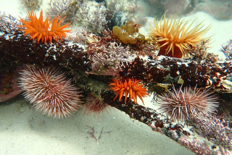 Lots of colourful corals under water