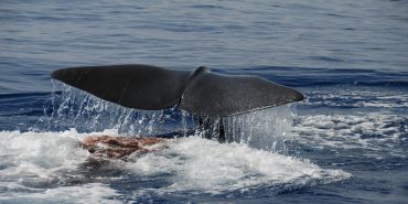 Sperm whale tail in Italy