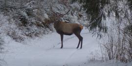 Stag in Slovakia mountains