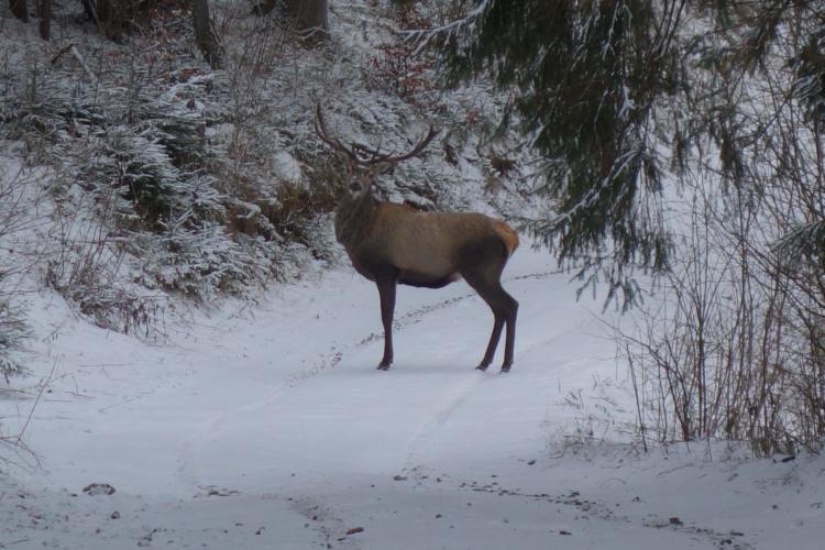 Stag in Slovakia mountains