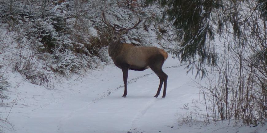 Stag in Slovakia mountains