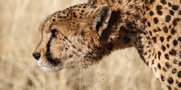 Stalking cheetah in the Namib desert