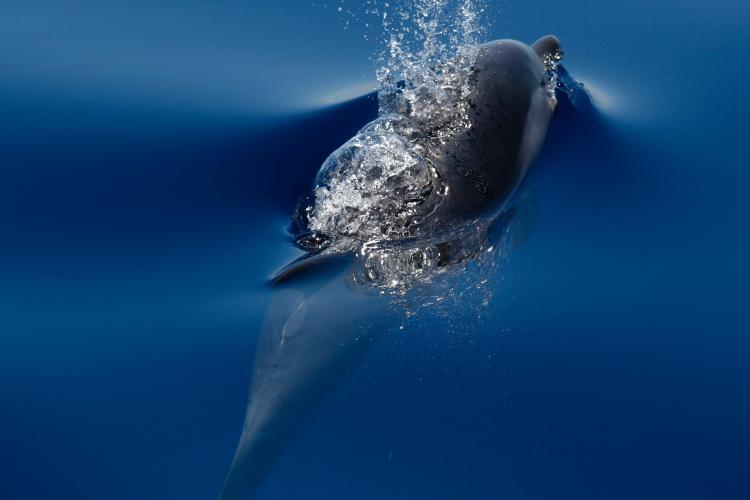 Striped dolphin research in Italy