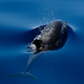Striped dolphin splashing water in Italy
