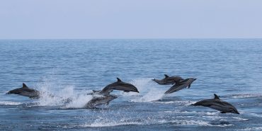 Group of dolphins leaping