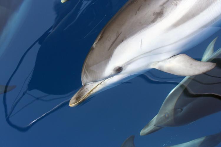 Striped dolphin swimming under the boat