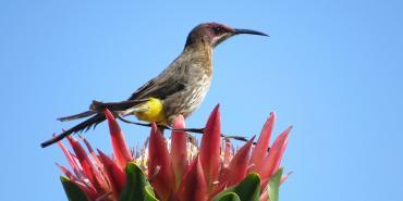 Main Conservation Threats