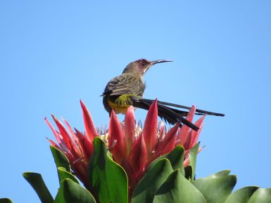 Sugarbird in South Africa